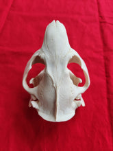 Load image into Gallery viewer, XXXXL Beaver Skull - Incisors Not Glued In - BVS1034