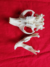 Load image into Gallery viewer, XXXL Beaver Skulls - Incisors Not Glued In - BVS1033