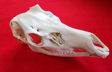 Load image into Gallery viewer, Bull Elk Skull - CES1003
