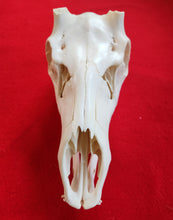 Load image into Gallery viewer, Bull Elk Skull - CES1003