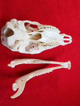 Load image into Gallery viewer, Bull Elk Skull - CES1003