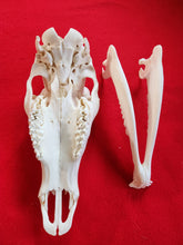 Load image into Gallery viewer, Bull Elk Skull - CES1003