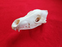 Load image into Gallery viewer, Large Wolf Skull - WLS1001