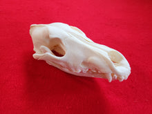 Load image into Gallery viewer, Large Wolf Skull - WLS1001