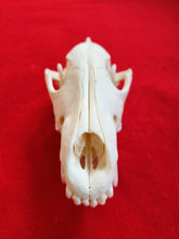 Load image into Gallery viewer, Large Wolf Skull - WLS1001