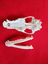 Load image into Gallery viewer, Large Wolf Skull - WLS1001