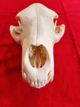 Load image into Gallery viewer, Large Black Bear Skull - BBS1021