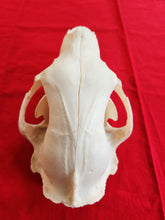 Load image into Gallery viewer, Large Black Bear Skull - BBS1021