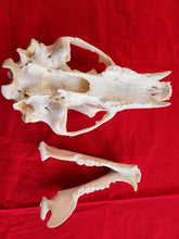 Load image into Gallery viewer, Large Black Bear Skull - BBS1021