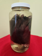 Load image into Gallery viewer, Animal Feet/Paws - Wet Specimens