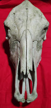 Load image into Gallery viewer, Beef (Cow) Skull - BES1004