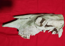 Load image into Gallery viewer, Beef (Cow) Skull - BES1004