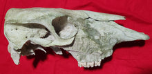 Load image into Gallery viewer, Beef (Cow) Skull - BES1004