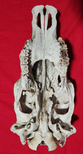 Load image into Gallery viewer, Beef (Cow) Skull - BES1004