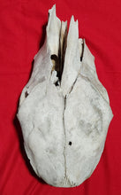 Load image into Gallery viewer, Beef (Cow) Skull - BES1005