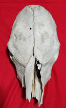 Load image into Gallery viewer, Beef (Cow) Skull - BES1005
