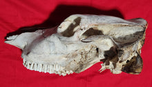 Load image into Gallery viewer, Beef (Cow) Skull - BES1005