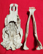 Load image into Gallery viewer, Beef (Cow) Skull - BES1004