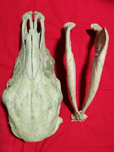 Load image into Gallery viewer, Beef (Cow) Skull - BES1004