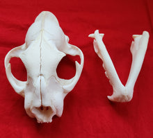 Load image into Gallery viewer, XXXXL Mountain Lion Skull - MLS1012