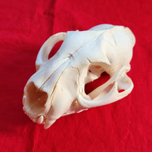 Load image into Gallery viewer, LM Cougar Skull - MLS1014