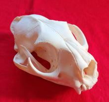 Load image into Gallery viewer, LM Cougar Skull - MLS1014