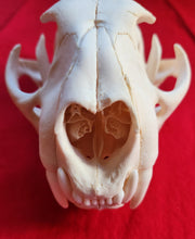 Load image into Gallery viewer, LM Cougar Skull - MLS1014
