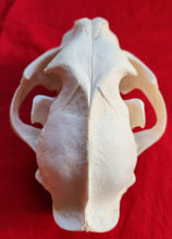 Load image into Gallery viewer, LM Cougar Skull - MLS1014