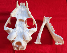 Load image into Gallery viewer, LM Cougar Skull - MLS1014