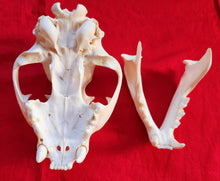 Load image into Gallery viewer, LM Cougar Skull - MLS1014
