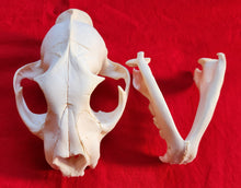 Load image into Gallery viewer, LM Cougar Skull - MLS1014