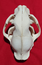 Load image into Gallery viewer, XXXL Mountain Lion Skull - MLS1017