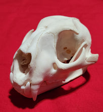 Load image into Gallery viewer, Large Cougar Skull - MLS1018