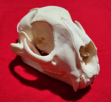 Load image into Gallery viewer, Large Cougar Skull - MLS1018