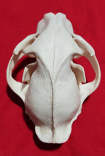 Load image into Gallery viewer, Large Cougar Skull - MLS1018