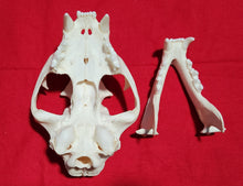 Load image into Gallery viewer, Large Cougar Skull - MLS1018