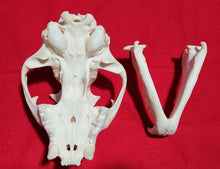 Load image into Gallery viewer, Large Cougar Skull - MLS1018