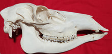 Load image into Gallery viewer, XL Cow Elk Skull - CES1005