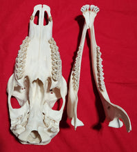 Load image into Gallery viewer, XL Cow Elk Skull - CES1005