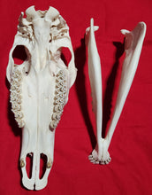 Load image into Gallery viewer, XL Cow Elk Skull - CES1005