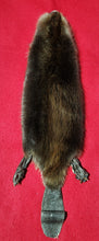 Load image into Gallery viewer, Small CASED Beaver - Taxidermy Quality - BVR1050
