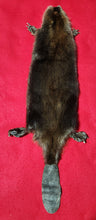 Load image into Gallery viewer, Medium CASED Beaver - HAS FEET AND CLAWS - BVR1048