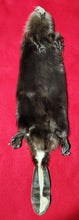 Load image into Gallery viewer, Medium CASED Beaver - HAS FEET AND CLAWS - BVR1048