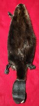 Load image into Gallery viewer, LM CASED Beaver - Taxidermy Quality - BVR1045
