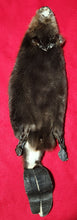 Load image into Gallery viewer, LM CASED Beaver - Taxidermy Quality - BVR1045