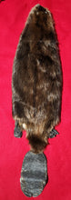 Load image into Gallery viewer, XL CASED Beaver - Taxidermy Quality - BVR1041