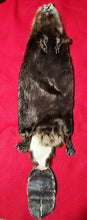 Load image into Gallery viewer, XL CASED Beaver - Taxidermy Quality - BVR1041