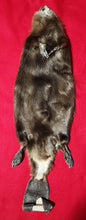 Load image into Gallery viewer, XL CASED Beaver - Taxidermy Quality - BVR1040