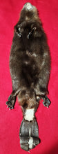 Load image into Gallery viewer, Large CASED Beaver - HAS FEET AND CLAWS - BVR1038