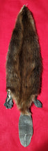 Load image into Gallery viewer, Medium CASED Beaver - Taxidermy Quality - BVR1049